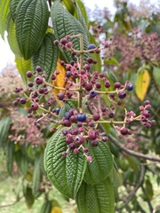 Miconia subseriata