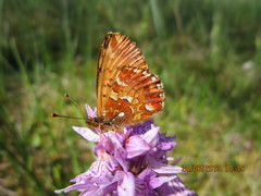 Boloria aquilonaris