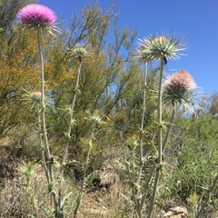 Cirsium neomexicanum