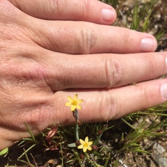 Sisyrinchium cernuum