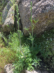 Delphinium parishii subglobosum