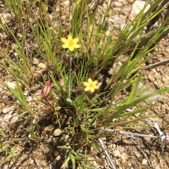 Sisyrinchium cernuum