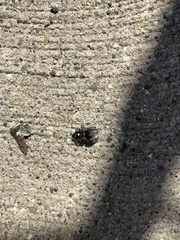 Phidippus