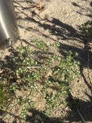 Eremocarya micrantha