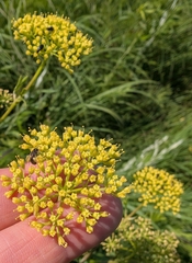 Polytaenia nuttallii, photograph author not stated, no rights reserved