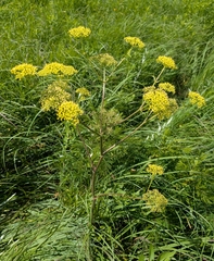 Polytaenia nuttallii, photograph author not stated, no rights reserved