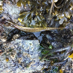 Aulorhynchus flavidus