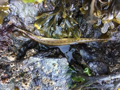 Aulorhynchus flavidus