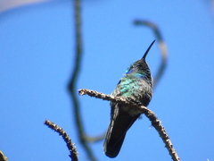 Colibri thalassinus