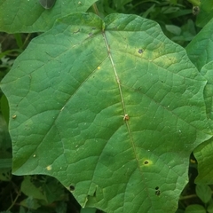 Solanum myriacanthum
