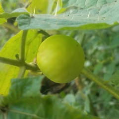 Solanum myriacanthum