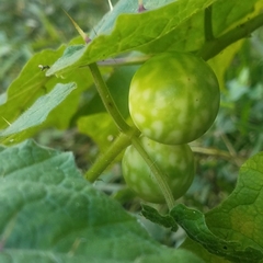 Solanum myriacanthum