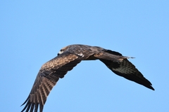 Milvus migrans
