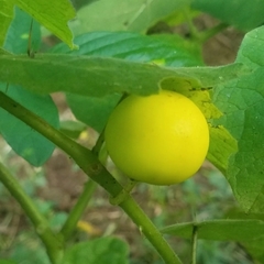 Solanum myriacanthum