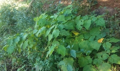 Solanum myriacanthum