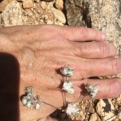 Stylocline micropoides