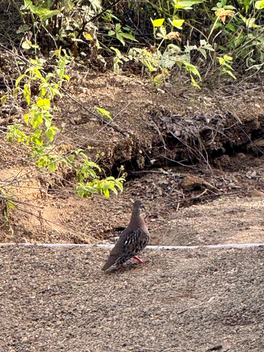 Galapagos Dove (Zenaida galapagoensis), photo 7