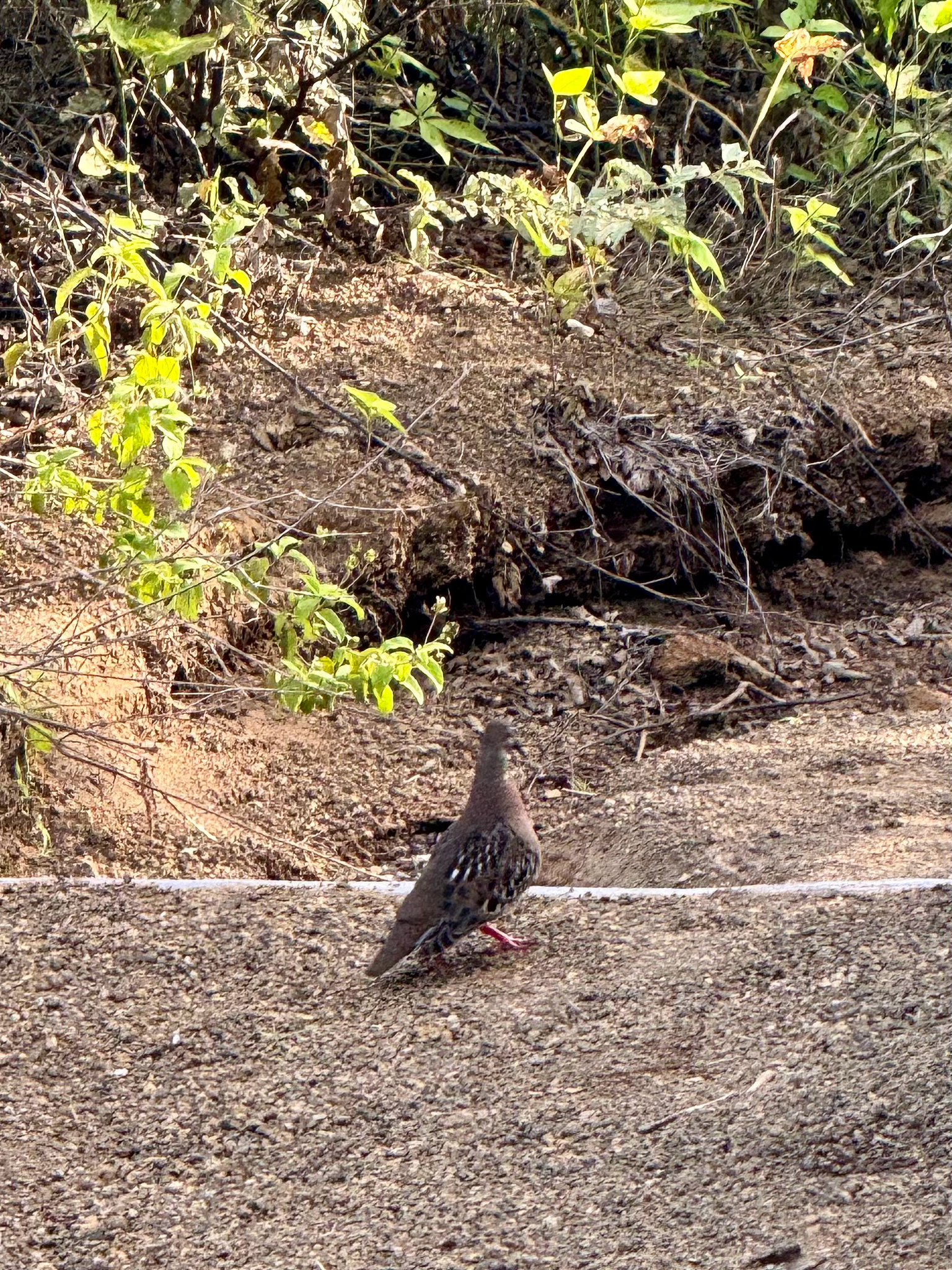 Galapagos Dove (Zenaida galapagoensis), photo 7