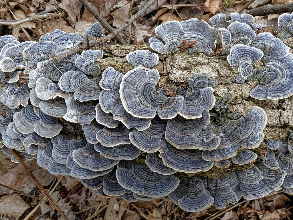 turkey-tail · May 2026 · photo: Photo: (c) Christian Back, some rights reserved (CC BY) · iNaturalist