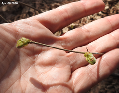 Corylus heterophylla