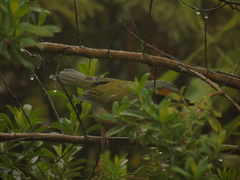 Vireolanius melitophrys