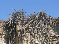 Stenocereus standleyi