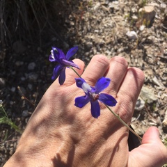 Delphinium scaposum