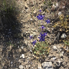 Delphinium scaposum