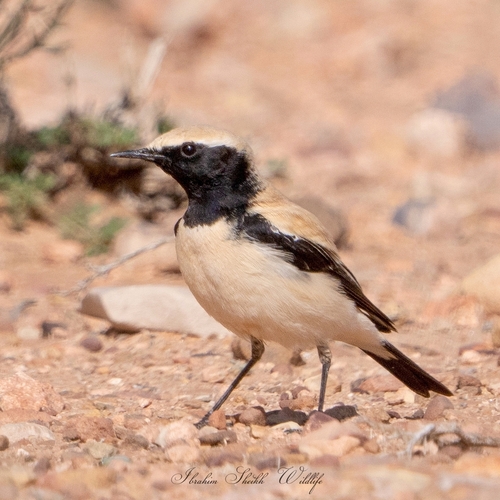 Desert Wheatear