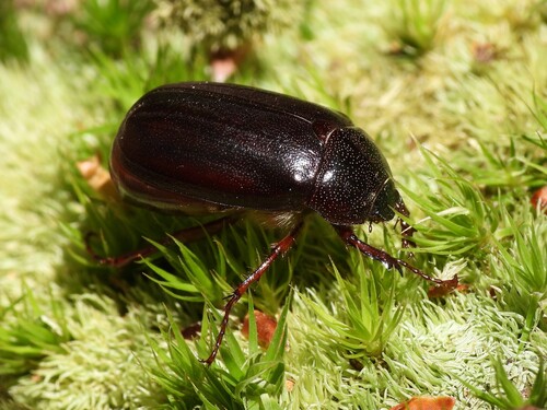 Phyllophaga fervida