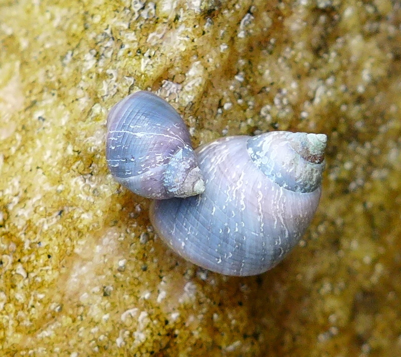 Little Blue Periwinkle from Manly, New South Wales, Australia on ...