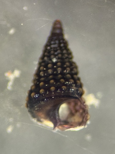 Cerithiopsis observed 2026-05-14