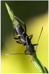 Chlorophorus sartor