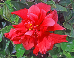 Hibiscus