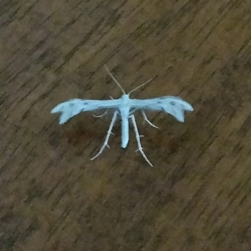 Horehound Plume Moth