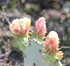 Opuntia × demissa