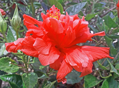 Hibiscus