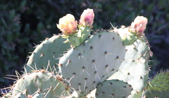 Opuntia × demissa