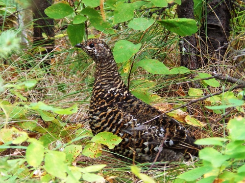 Spruce Grouse