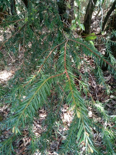 West Himalayan Yew