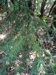 Taxus contorta