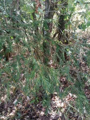Taxus contorta