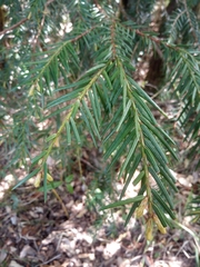 Taxus contorta