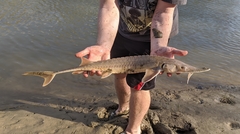 Scaphirhynchus platorynchus