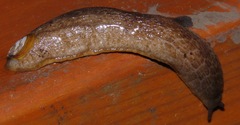 Testacella haliotidea
