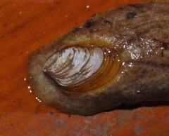 Testacella haliotidea