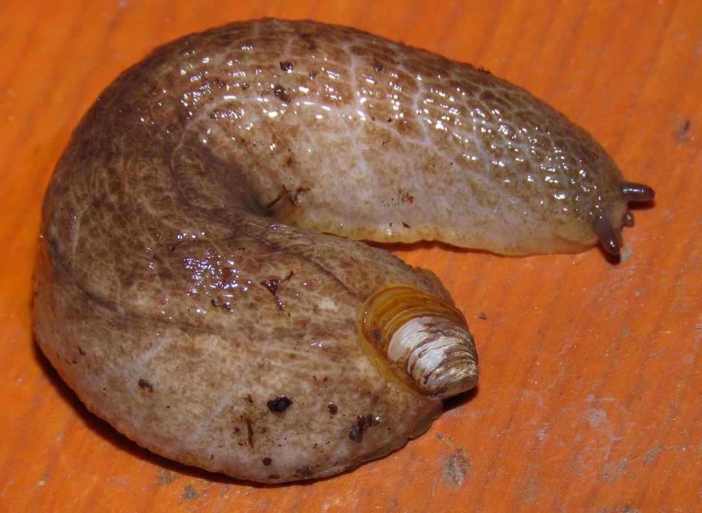 Testacellidae