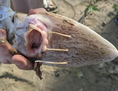 Scaphirhynchus platorynchus