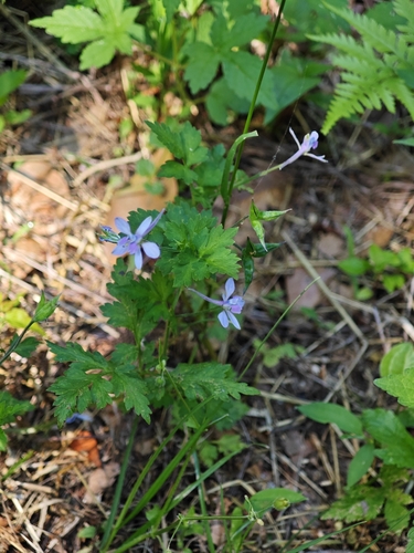 Delphinium anthriscifolium, photograph 4