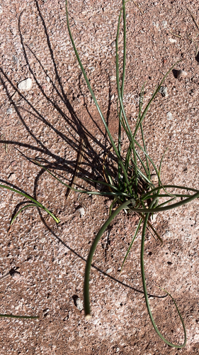 Largeflower onion